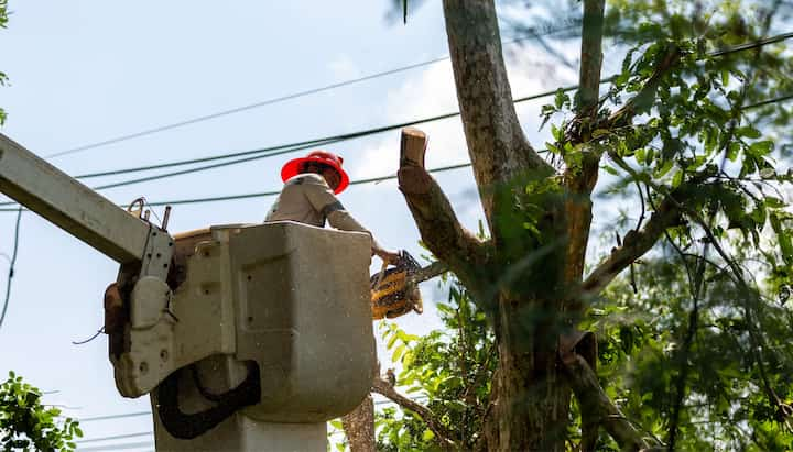 Tree care and maintenance services in Missoula