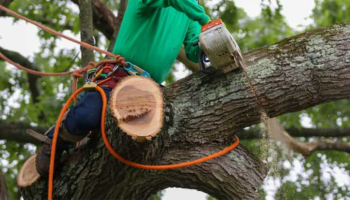 Shed your worries away with best tree removal in Missoula