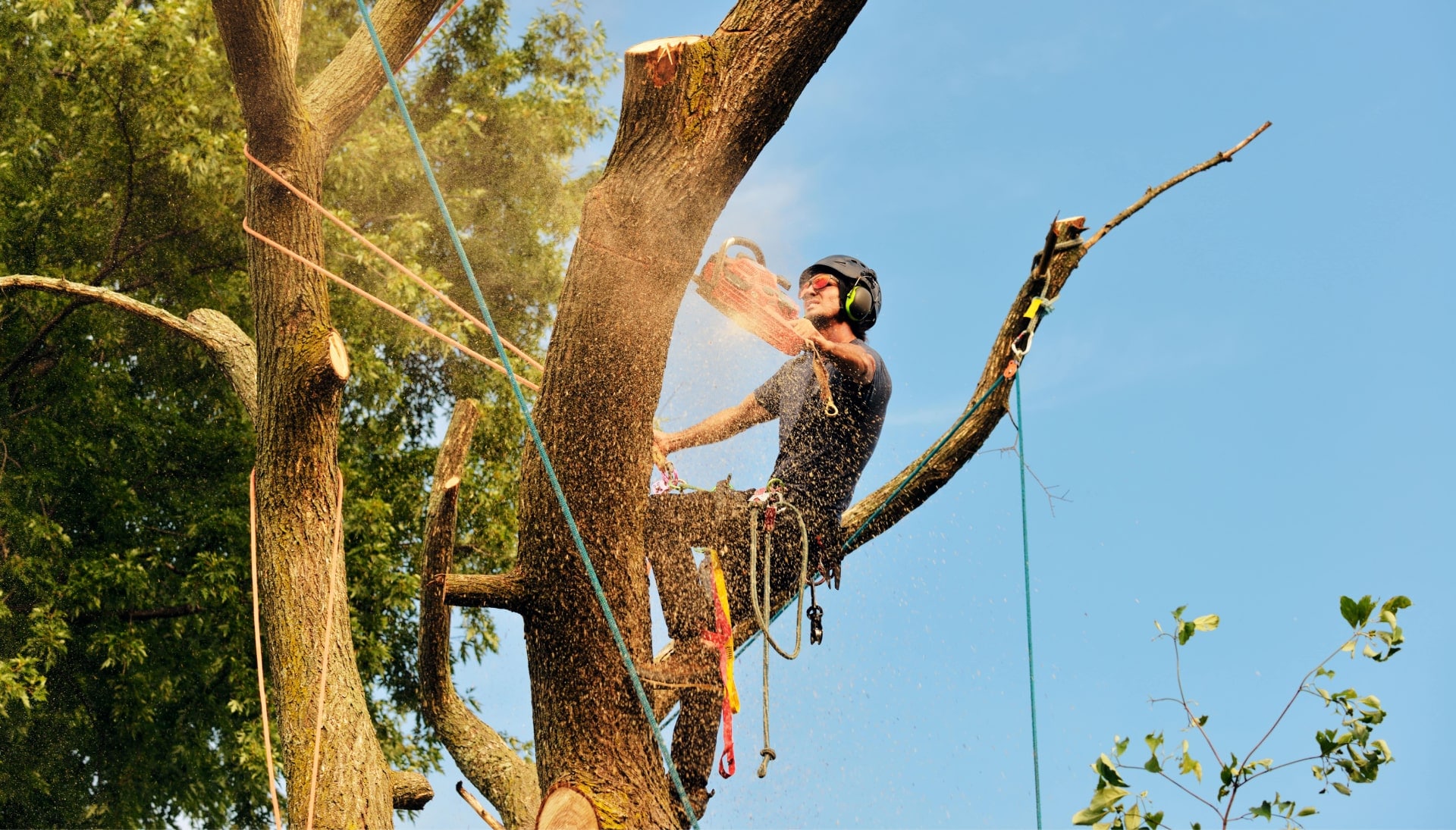 Get rid of tree problems with the expert tree removal contractors in Missoula