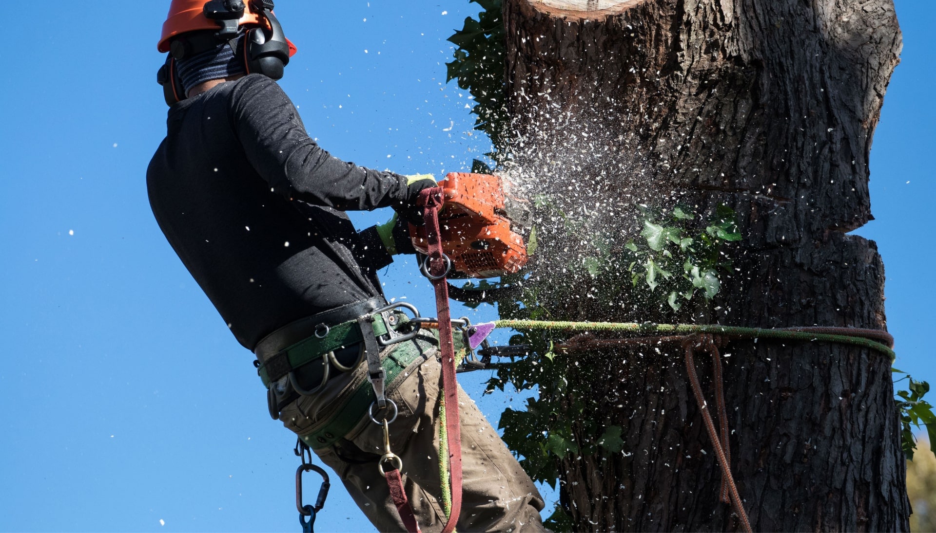 Professional Tree removal solutions in Missoula